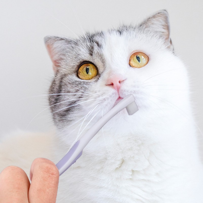 Hundezahnbürste, Hundezähne, R – Teeth Whitening Brush Bewertung und Preis
